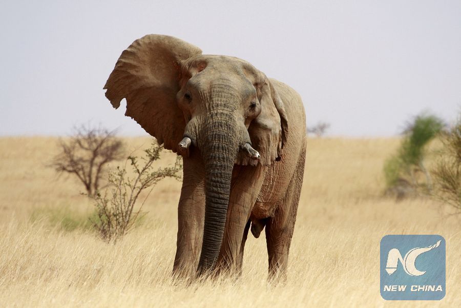 Les éléphants du Gourma, les plus grands du monde, sont en péril