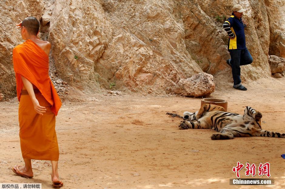 Thaïlande : évacuation des félins du temple aux tigres