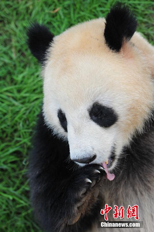 Traitement de faveur pour les pandas du Parc de Kunming pour le Festival Duanwu