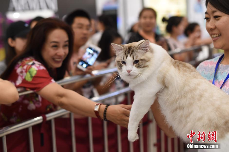 Des chats exceptionnels à Taiyuan