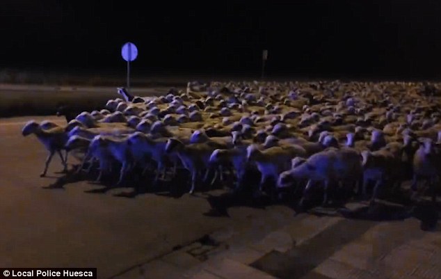 Le berger s'endort… et plus de 1000 moutons envahissent la ville espagnole de Huesca