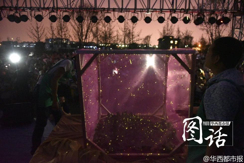 Un parc de Chengdu relâche 100 000 lucioles