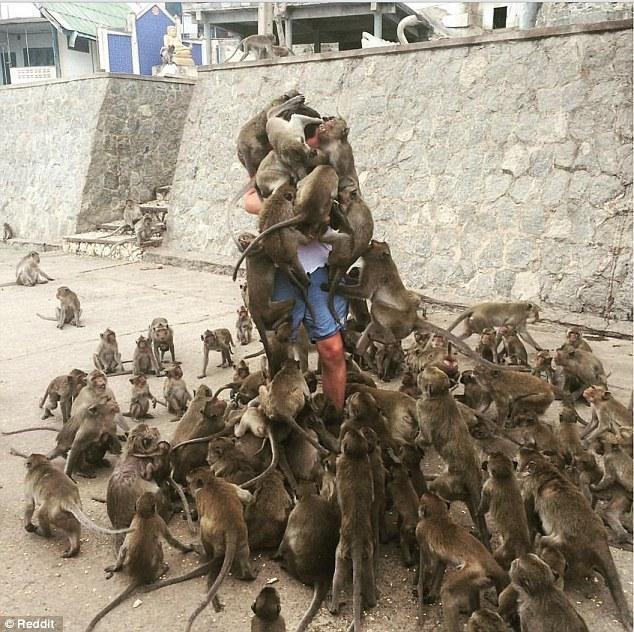 Un homme disparaît sous une montagne de singes en essayant de les nourrir
