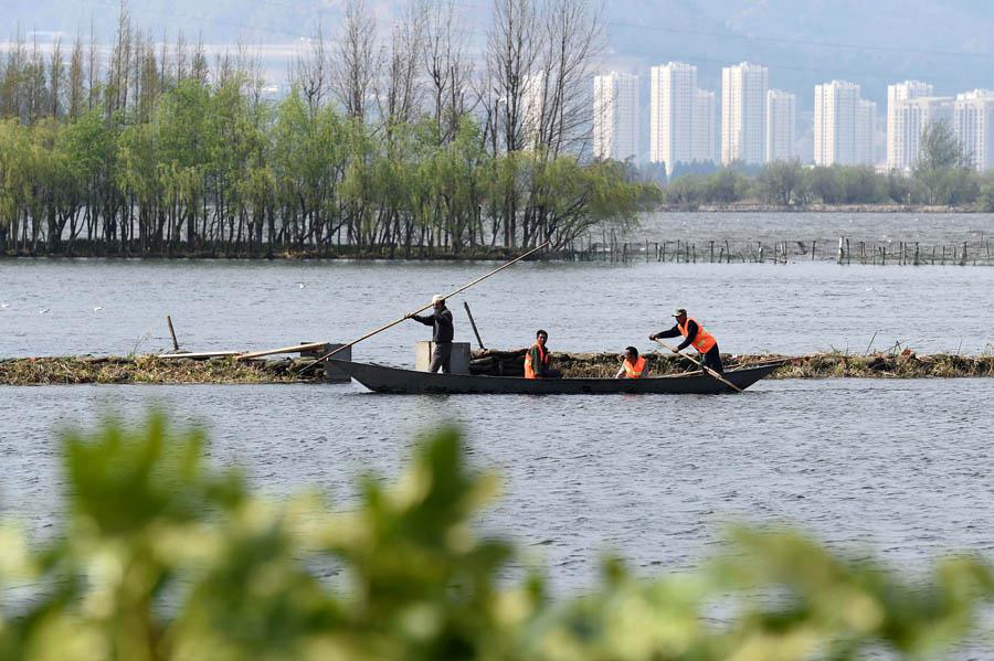 Des terrains humides pour la préservation du lac Dianchi 