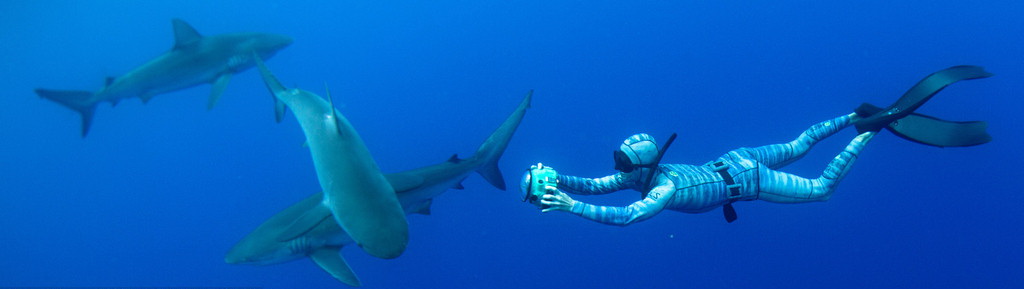 Une société néo-zélandaise développe une « combinaison furtive » qui permet de nager sans crainte des requins