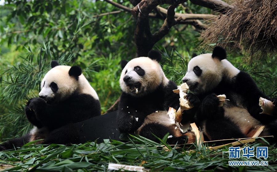 Les seuls triplés de pandas survivants du monde sont enfin sevrés