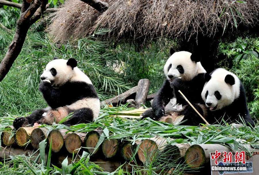 Les seuls triplés de pandas survivants du monde sont enfin sevrés