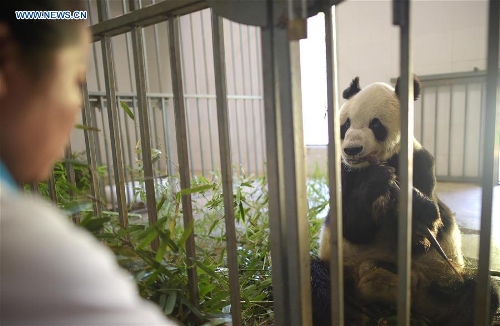 Huit pandas « centenaires » vivent encore dans la base de Dujiangyan