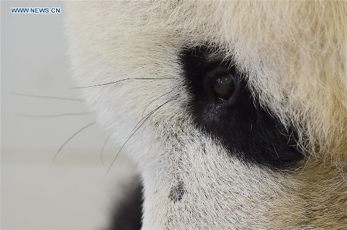Huit pandas « centenaires » vivent encore dans la base de Dujiangyan