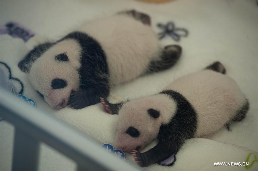 Macao : les petits pandas jumeaux à la rencontre du public 