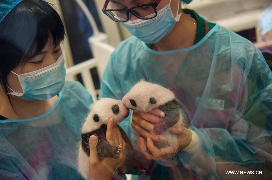 Macao : les petits pandas jumeaux à la rencontre du public 