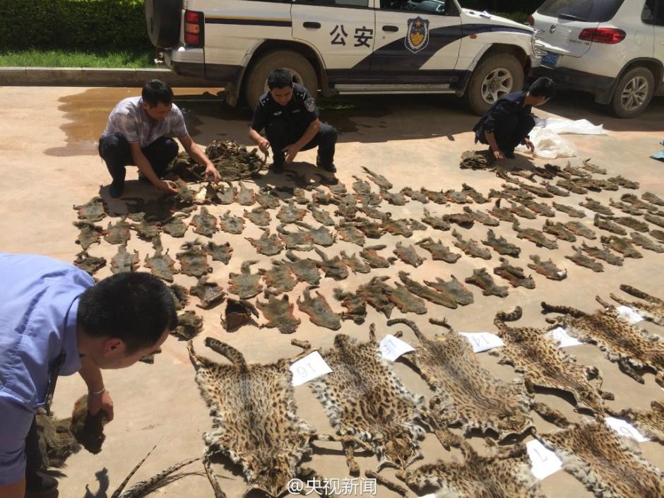 Saisie d'un grand nombre de carcasses d'animaux sauvages par la police du Yunnan