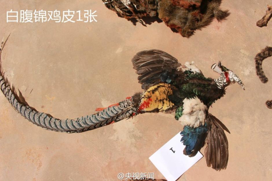 Saisie d'un grand nombre de carcasses d'animaux sauvages par la police du Yunnan