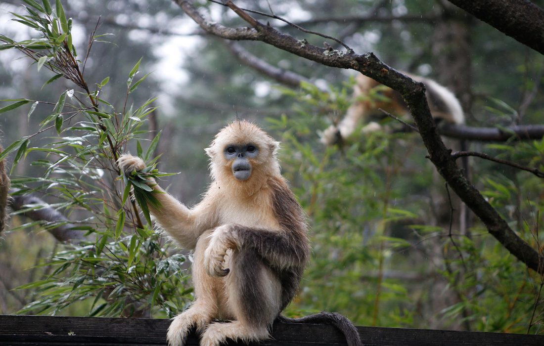 Protection des singes dorés par un Centre de recherche du Hubei