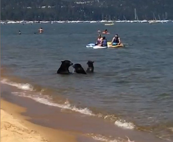 Canicule : une famille d'ours va à la plage