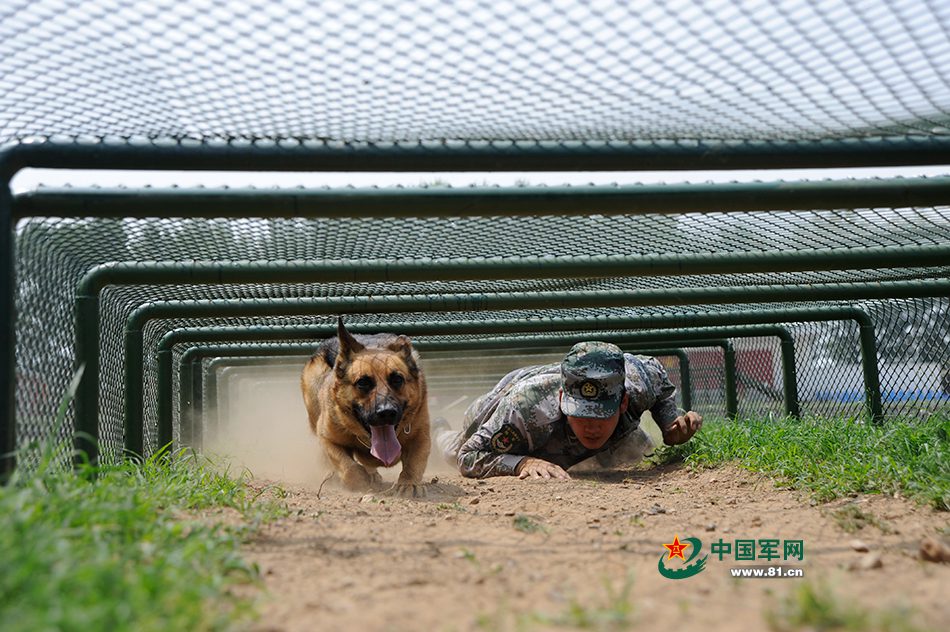 Des chiens chinois aux Jeux internationaux des Armées 2016