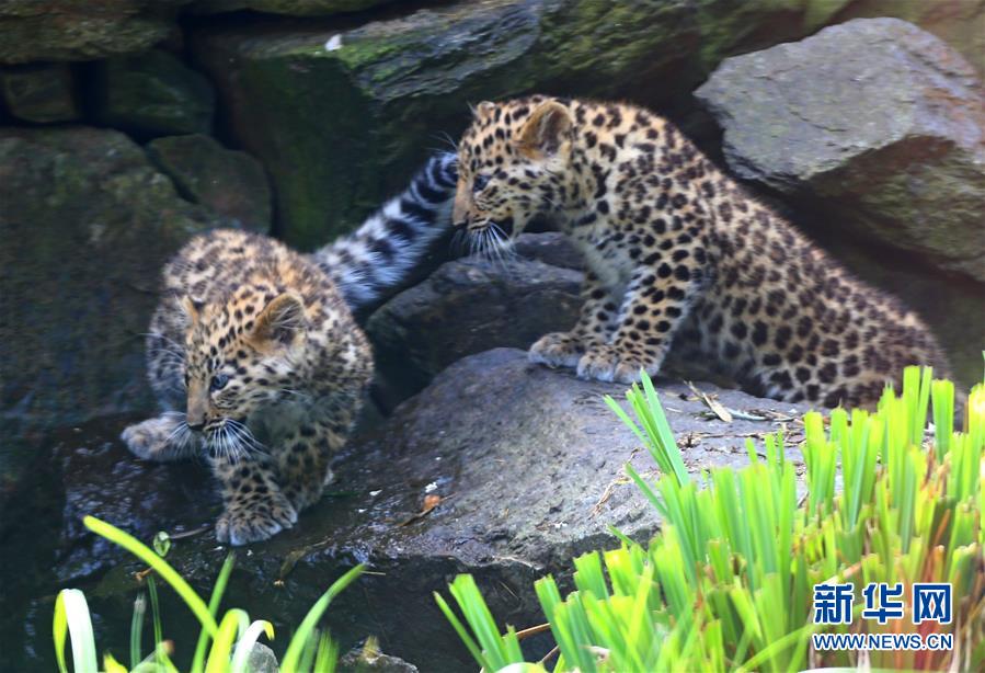 Deux bébés léopards de l’Amour en Belgique 
