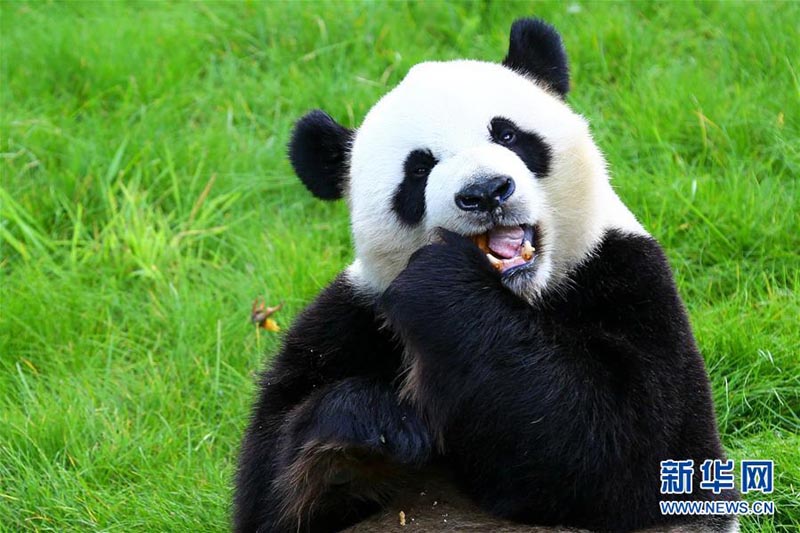 Le bébé panda géant présenté au public en Belgique