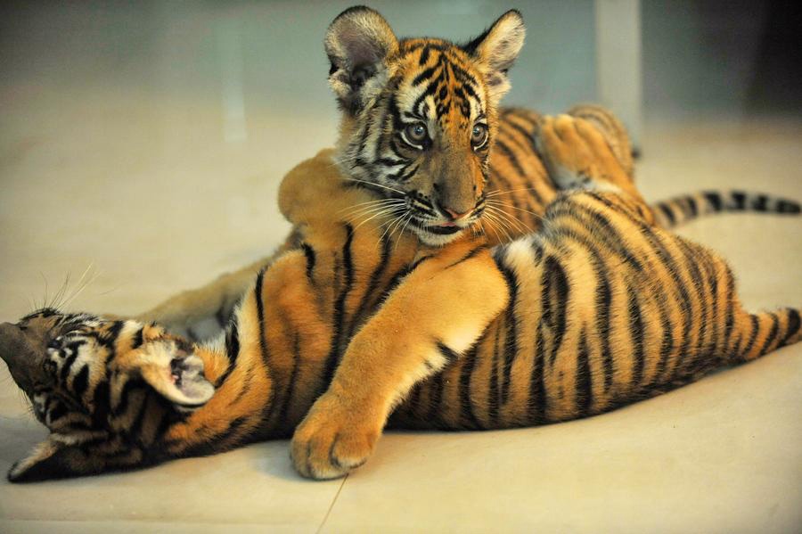Deux bébés tigres de Chine méridionale nés à Nanchang 
