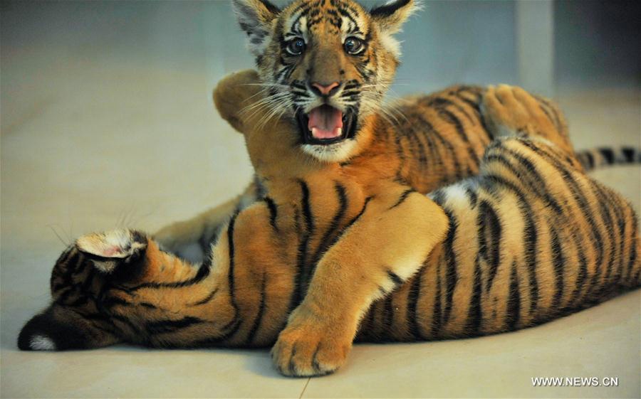 Deux bébés tigres de Chine méridionale nés à Nanchang 