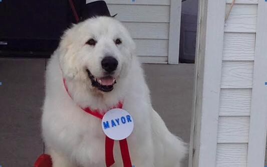 Un chien réélu pour la troisième fois maire d'une petite ville des Etats-Unis