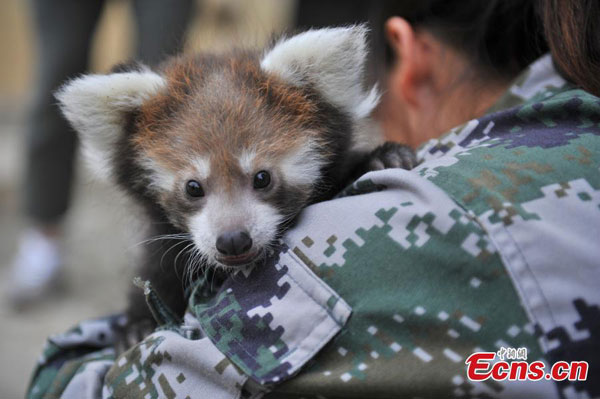 Chine : grand succès dans la reproduction de pandas rouges 