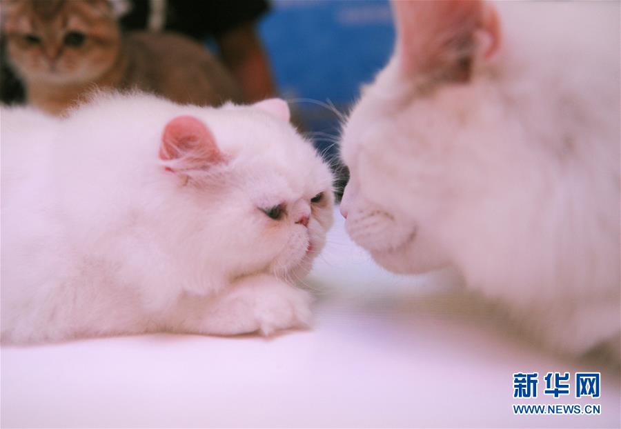 Des chats de pure race dans le Sichuan