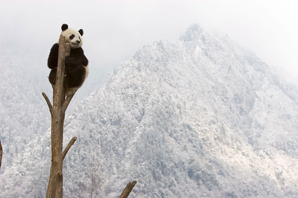 La situation du panda géant ‘reclassée’, la chine reste inquiète