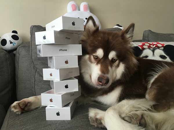 Le fils de l'homme le plus riche de Chine achète huit iPhone 7s pour son chien