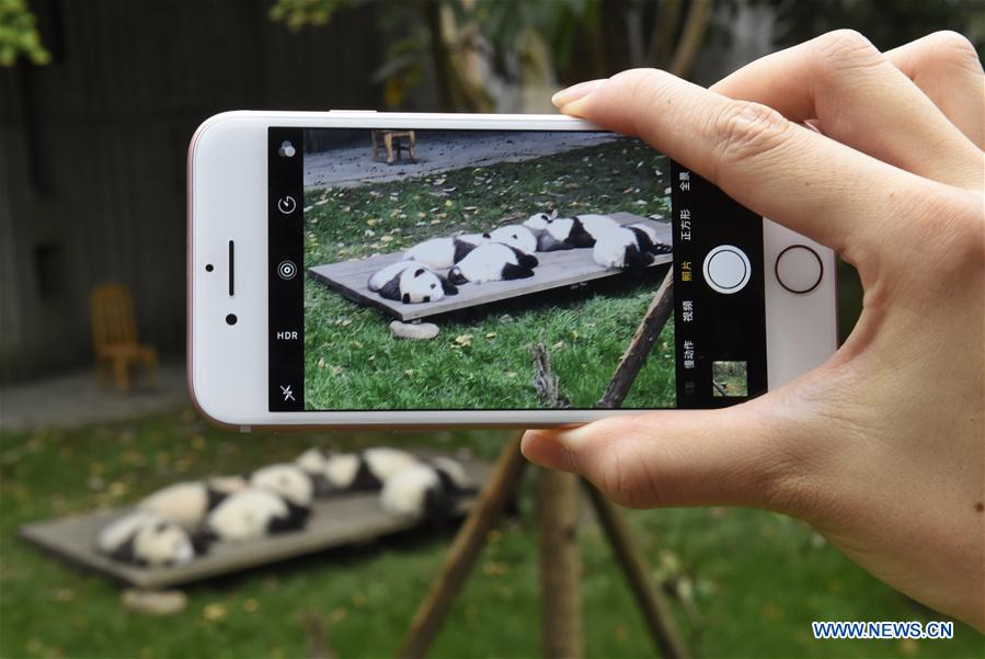 Base d'élevage de pandas géants dans le sud-ouest de la Chine