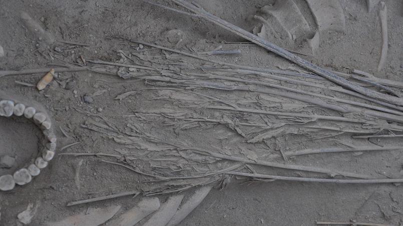 Chine : le corps d'un squelette antique recouvert des plants de cannabis 