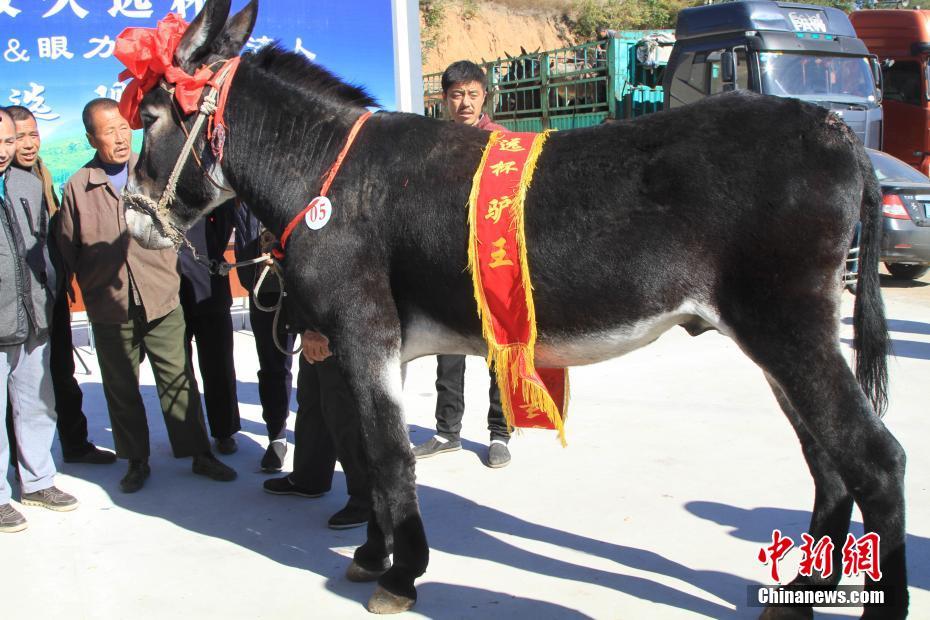 Les meilleurs ânes se trouvent dans le Nord-est de la Chine 