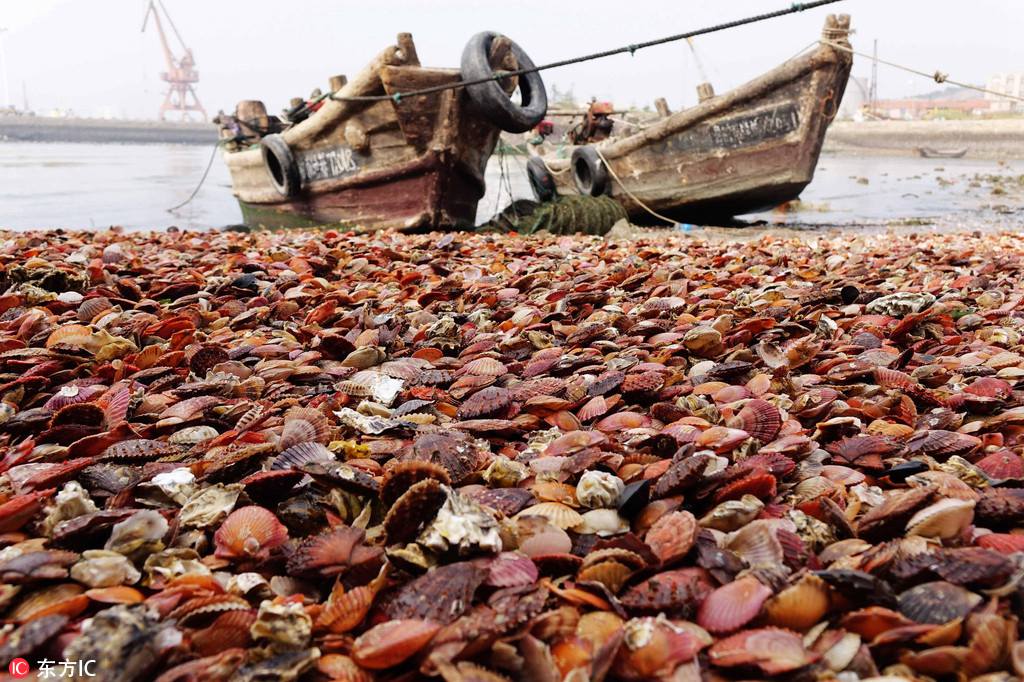 Qingdao : une merveilleuse plage de coquillages