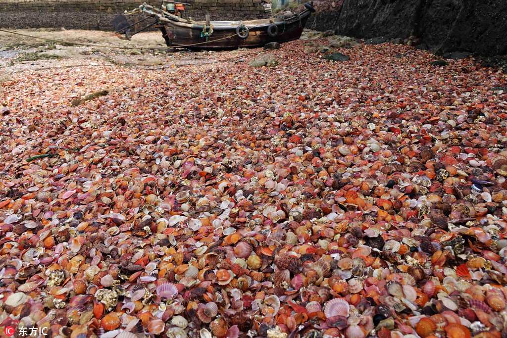 Qingdao : une merveilleuse plage de coquillages