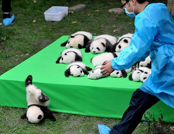 Sichuan : rencontre des pandas géants avec leurs parrains du monde entier