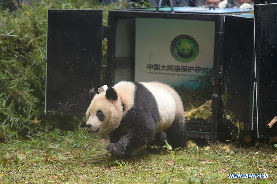 Chine : les 6e et 7e pandas géants sont relâchés dans la nature