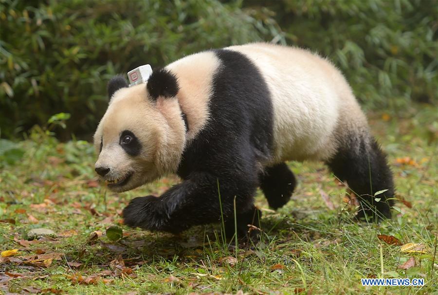 Chine : les 6e et 7e pandas géants sont relâchés dans la nature