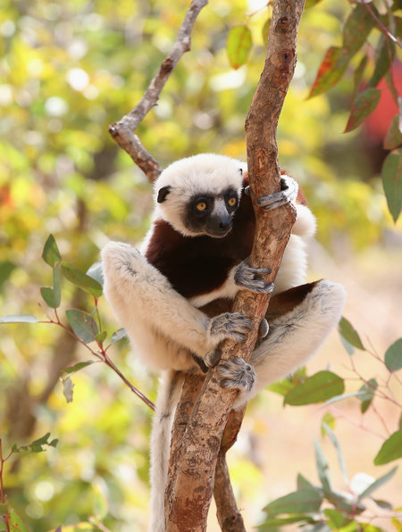 Les écologistes de Madagascar luttent pour protéger les lémuriens