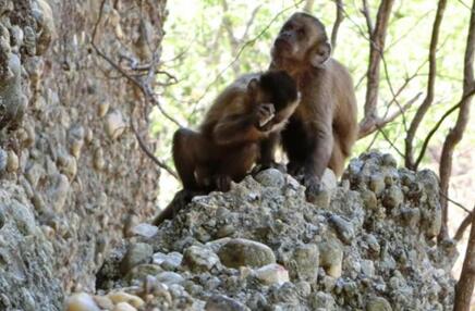 Des singes vus en train de faire des outils en pierre comme les premiers hommes au Brésil