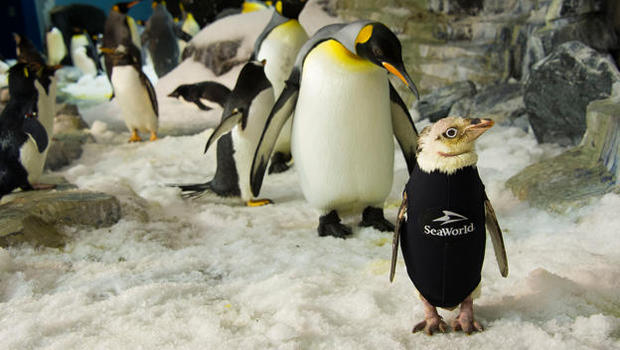 Un pingouin sans plumes du Seaworld d'Orlando se voit offrir un « costume de plongée »