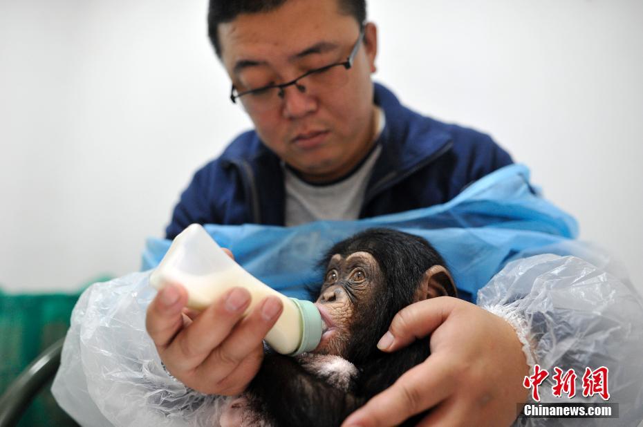 Un bébé chimpanzé et ses quatre ‘papas’