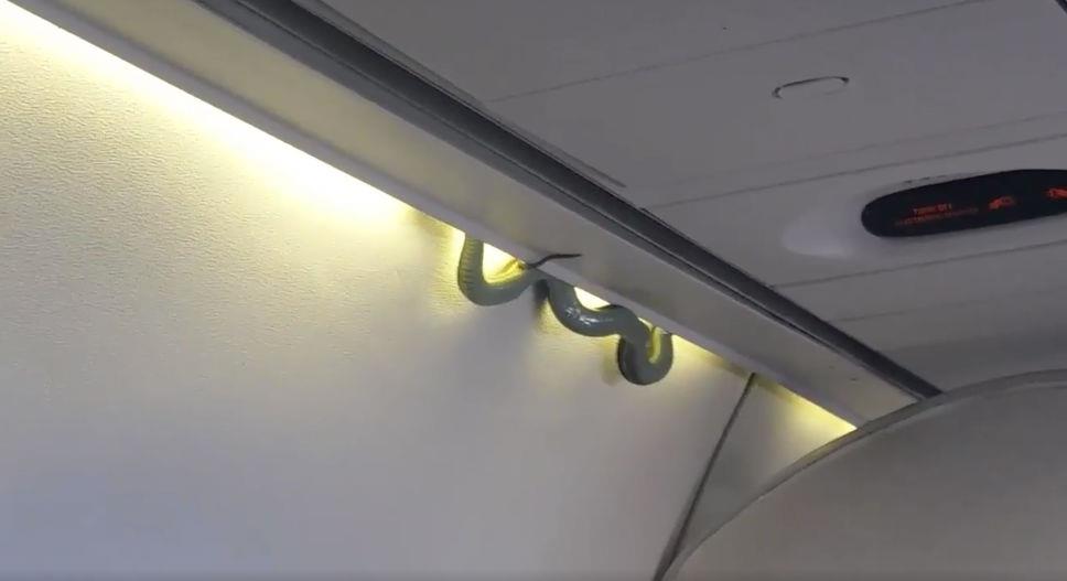 Un serpent venimeux tombe en plein vol du plafond d'un avion mexicain