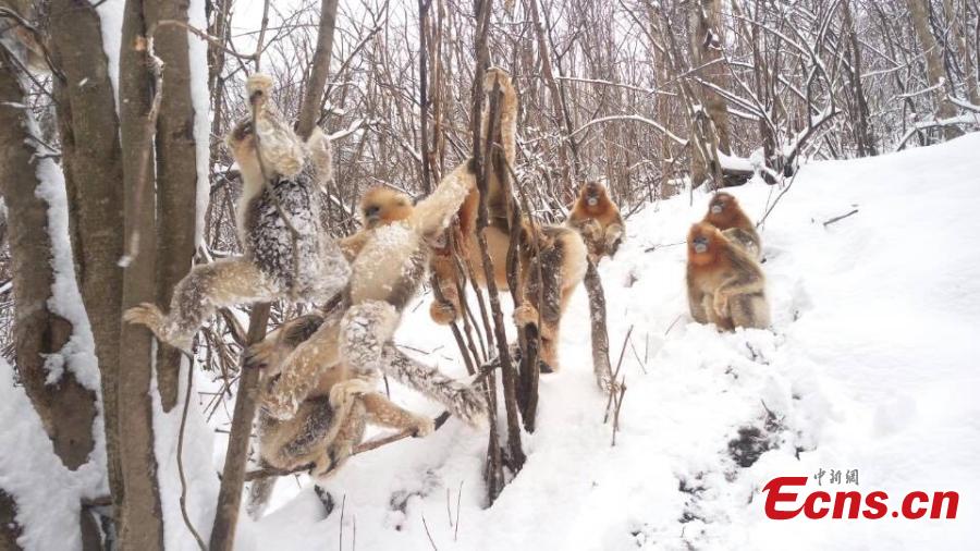 Des singes au nez retroussé d'or s'éclatent dans la neige