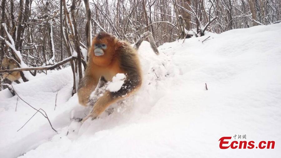 Des singes au nez retroussé d'or s'éclatent dans la neige