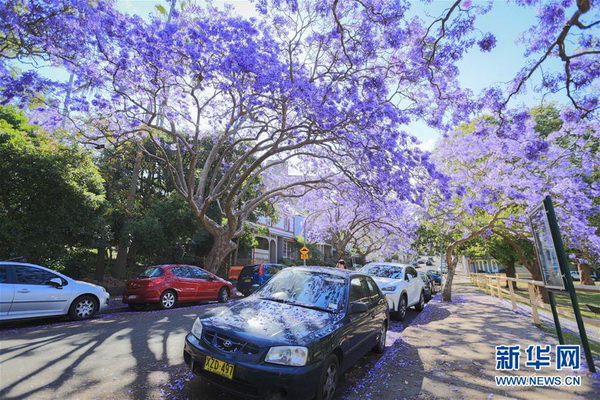 Floraison des flamboyants bleus à Sydney