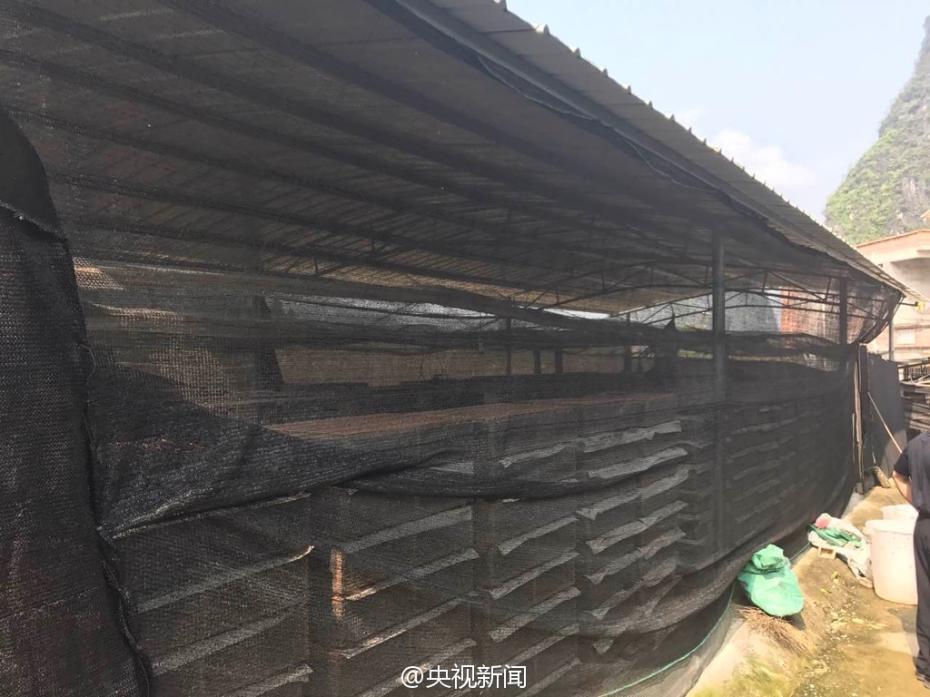 Guangxi : 35 000 oiseaux sauvés des griffes de trafiquants