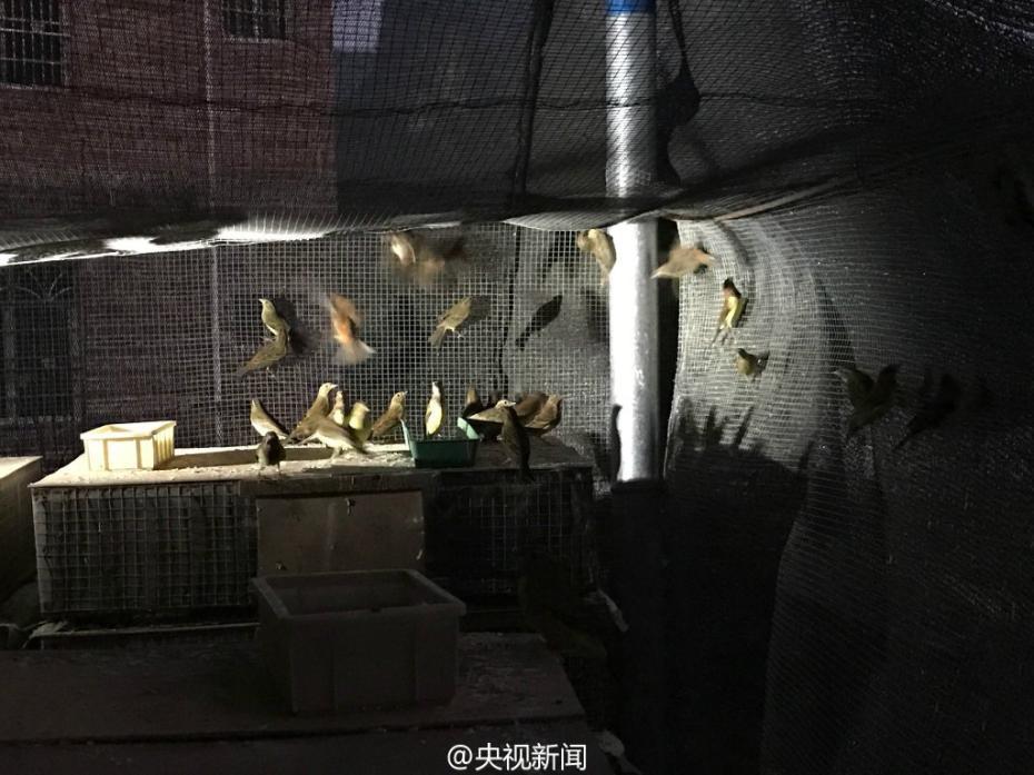 Guangxi : 35 000 oiseaux sauvés des griffes de trafiquants