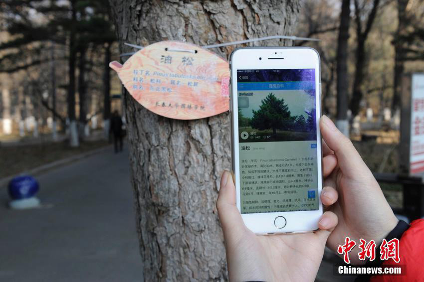 Identité spéciale pour les arbres de l’Université de Changchun