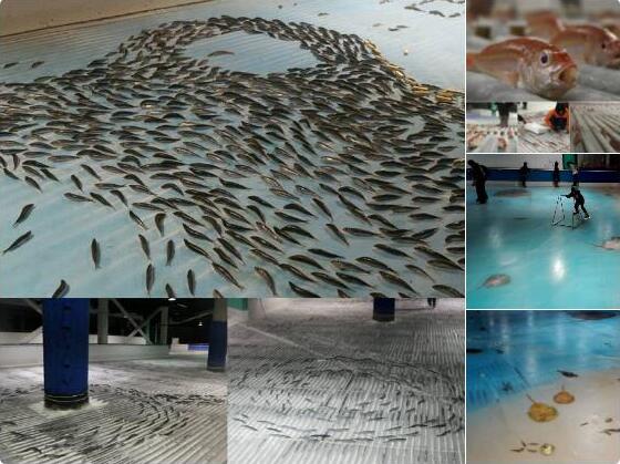 Japon : une patinoire avec des milliers de poissons congelés