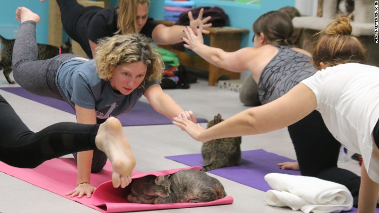 Aux Etats-Unis, chats et humains font du yoga ensemble...